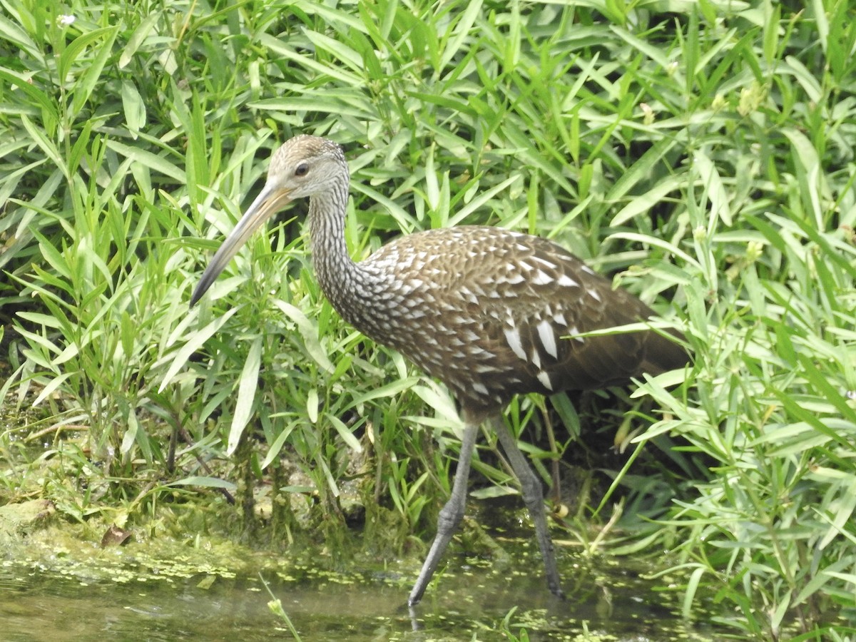 Limpkin - ML600574001