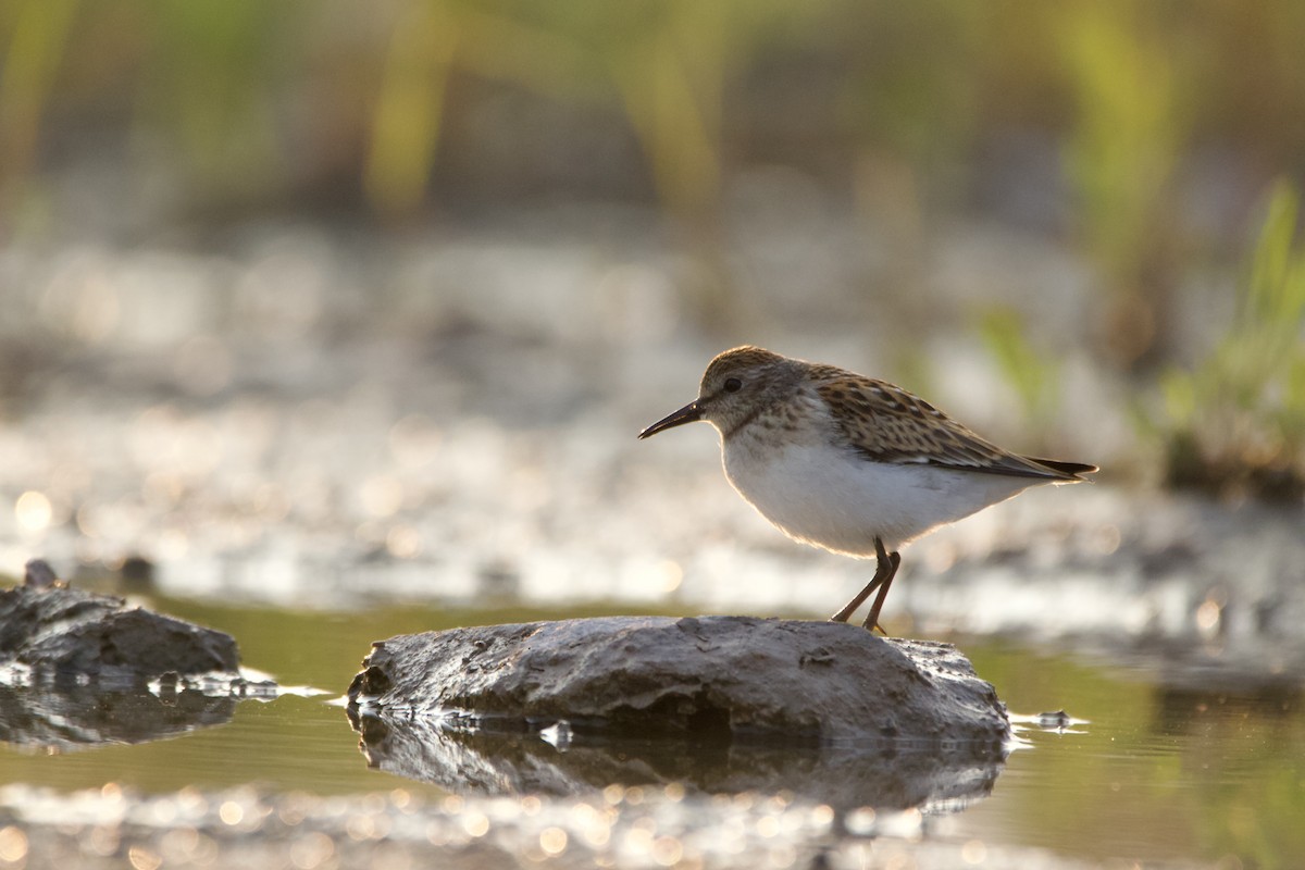 Least Sandpiper - ML600576311