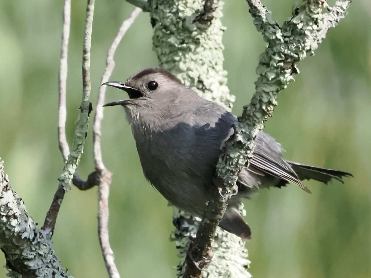 Gray Catbird - John Felton