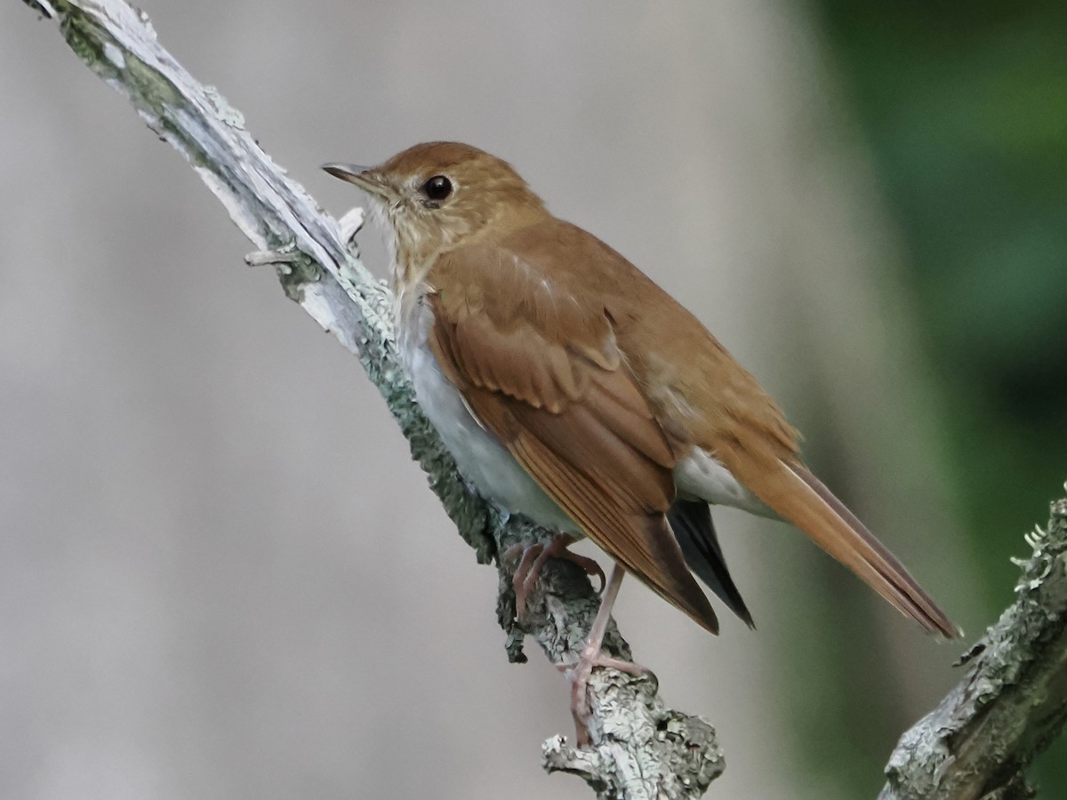 Veery - ML600577091