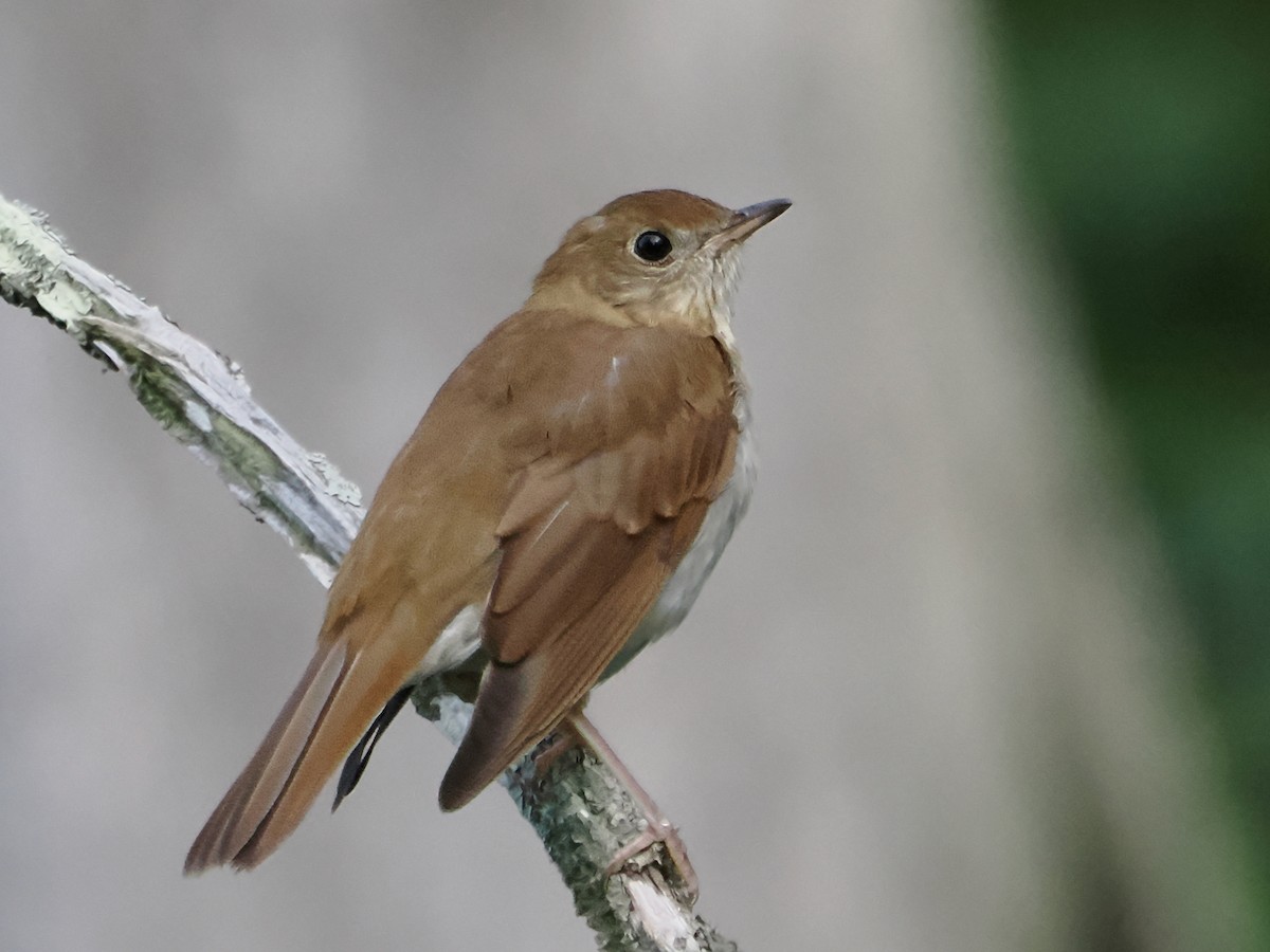 Veery - John Felton