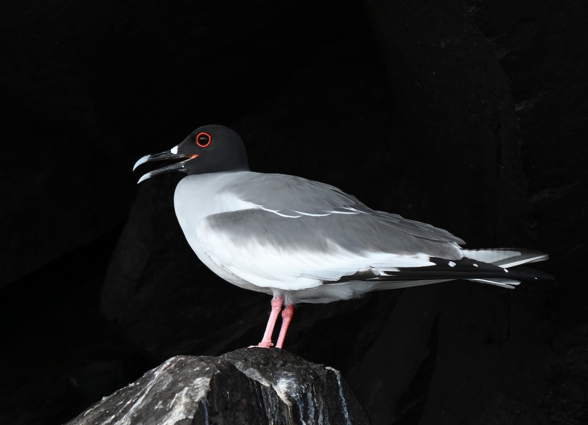 Swallow-tailed Gull - ML600577861