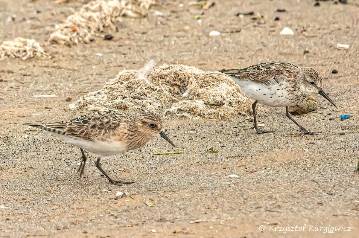 Western Sandpiper - ML600578421