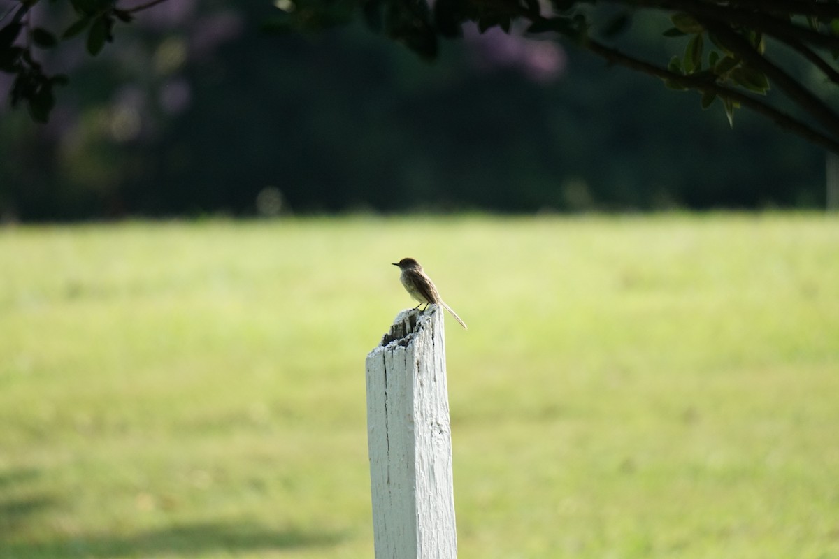 Eastern Phoebe - ML600578571