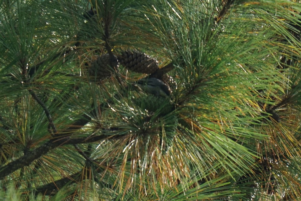 Brown-headed Nuthatch - ML600578621