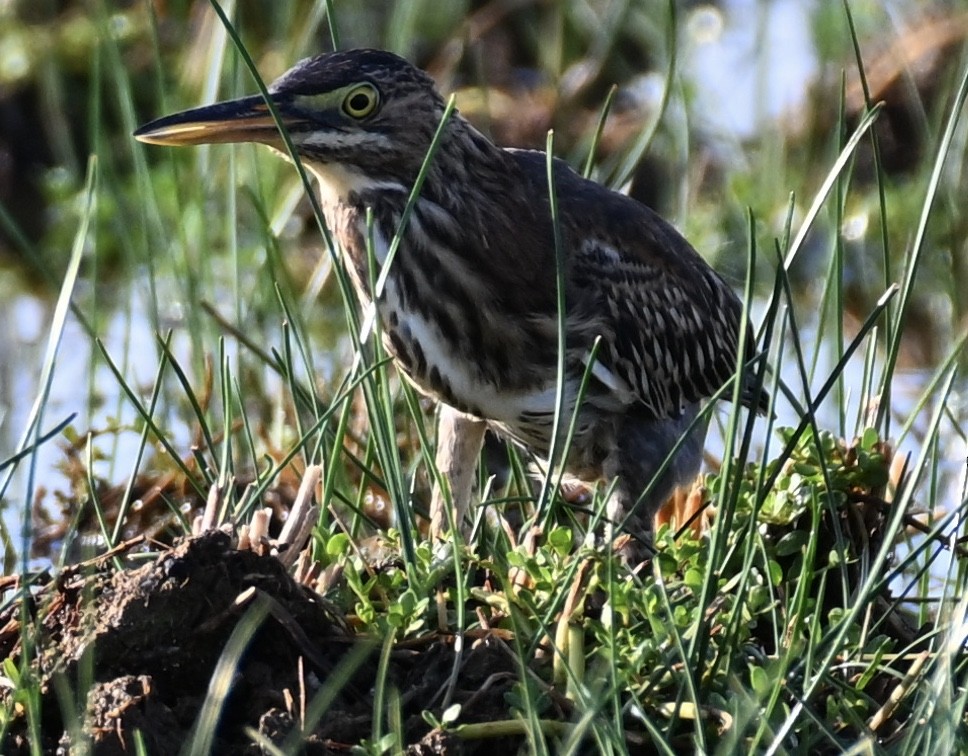 Green Heron - Simon Artuch