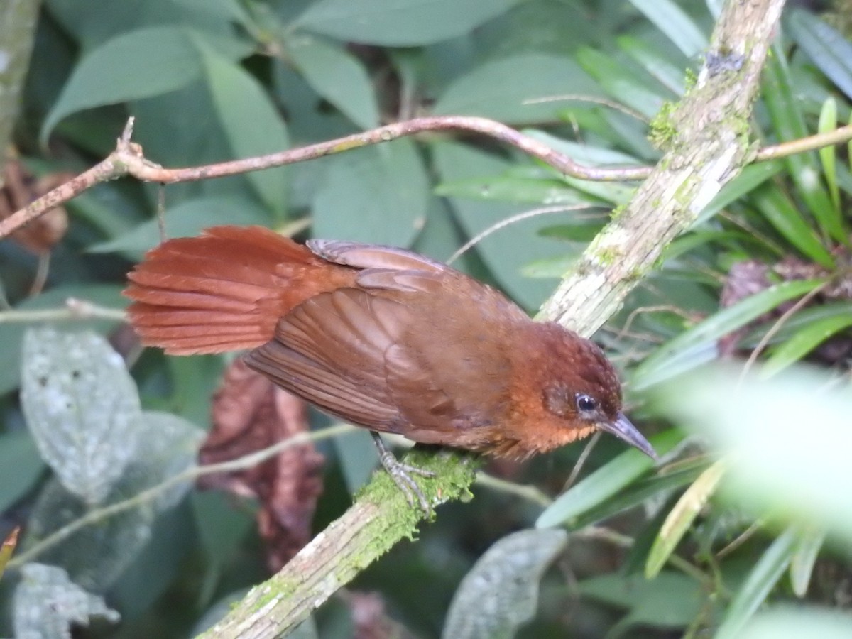 Ruddy Foliage-gleaner (Rusty) - Otto Alvarado
