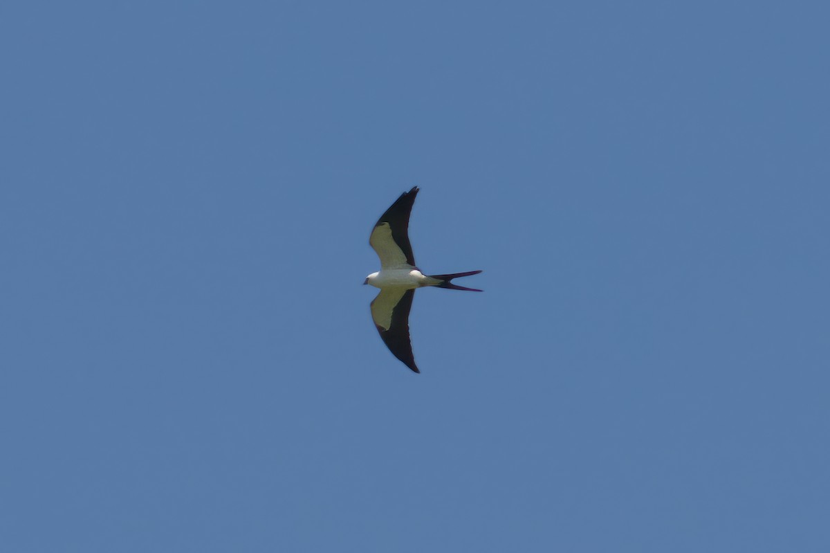 Swallow-tailed Kite - Robert Howes
