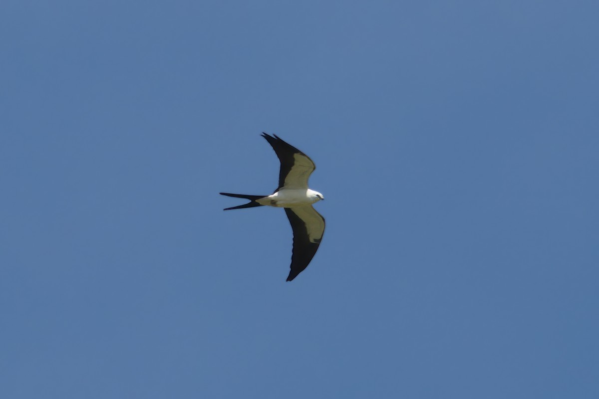 Swallow-tailed Kite - Robert Howes