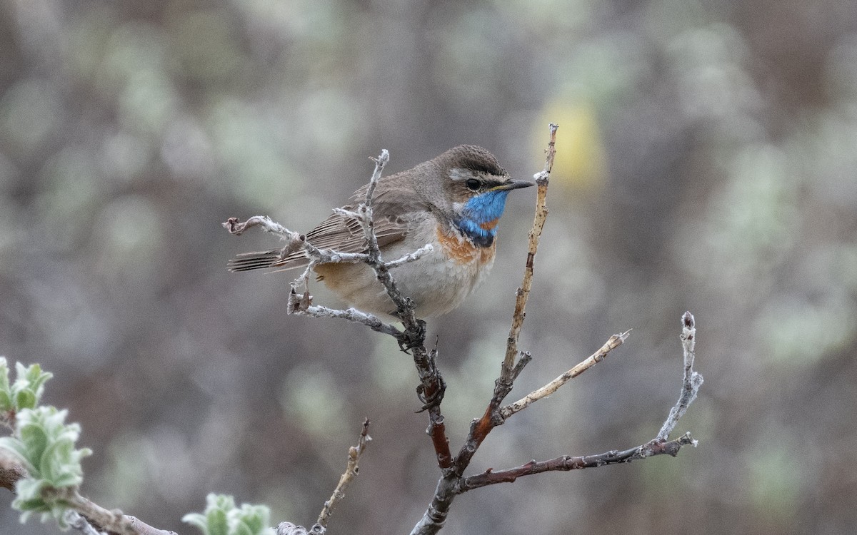 Bluethroat - ML600582651