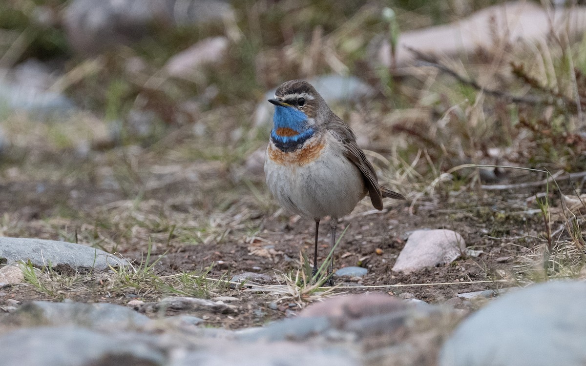 Bluethroat - ML600582741