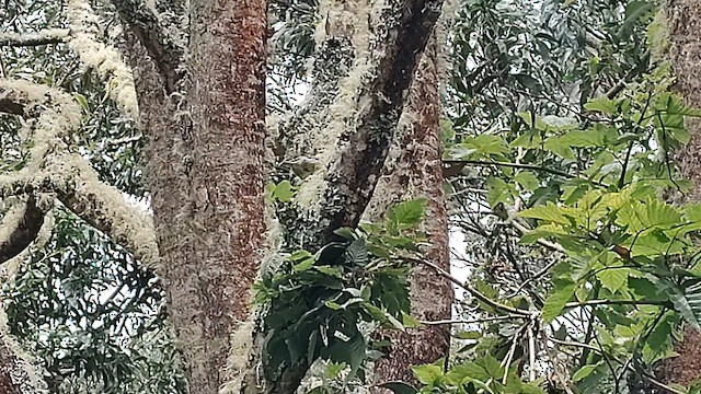 Mana-Akepakleidervogel - ML600583511