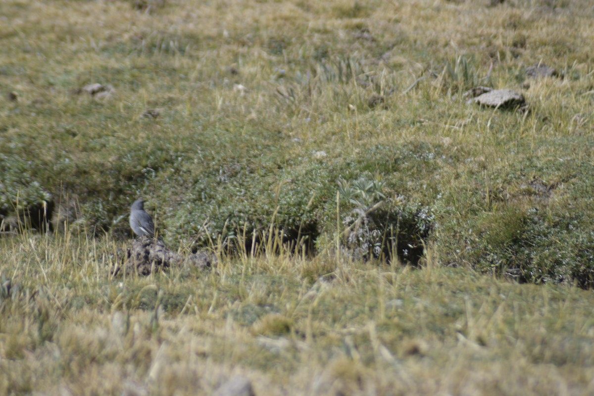 Glacier Finch - Santiago Bolarte