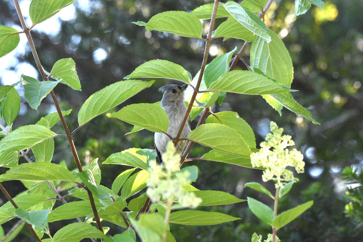 Mésange bicolore - ML600583961