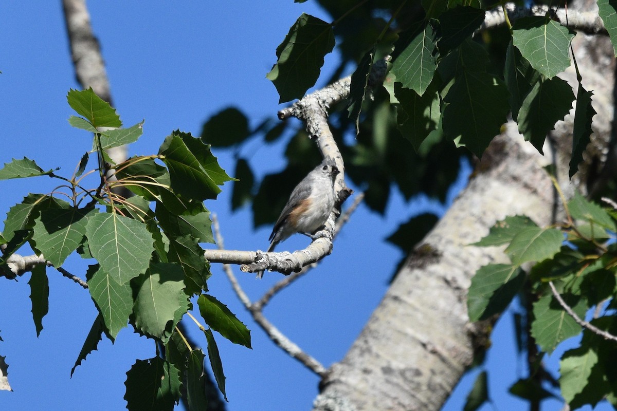 Tufted Titmouse - ML600584021