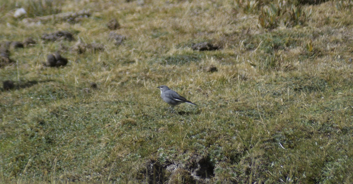 Glacier Finch - Santiago Bolarte