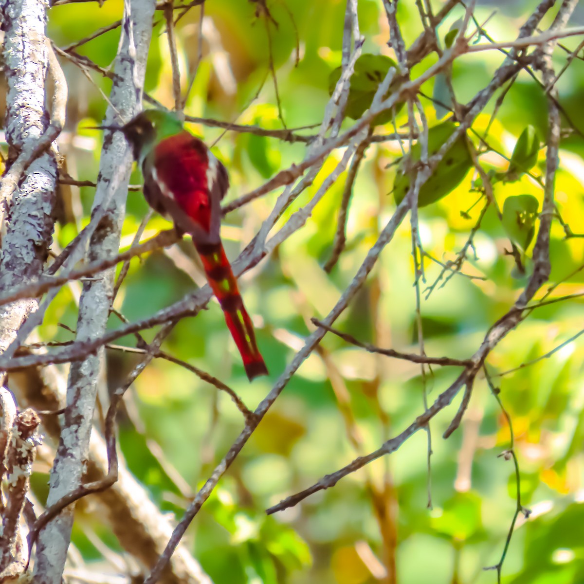 Red-tailed Comet - ML600584081