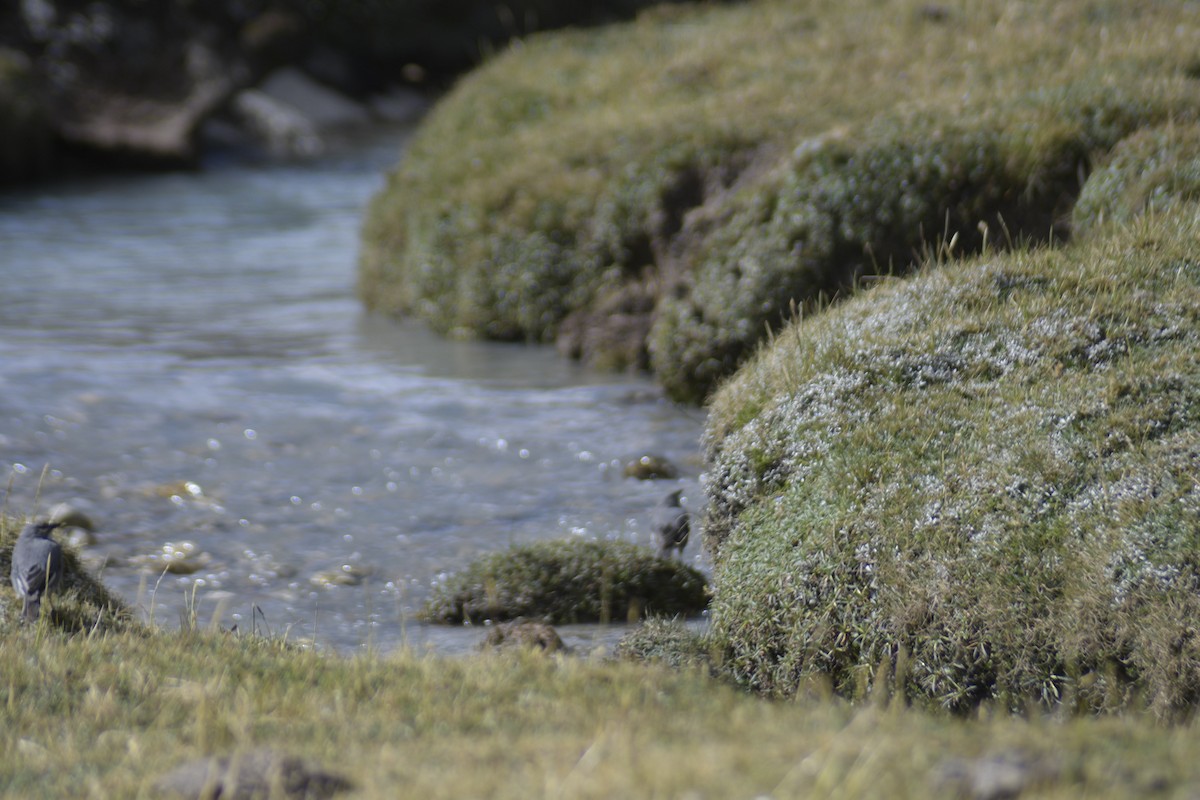 Glacier Finch - Santiago Bolarte