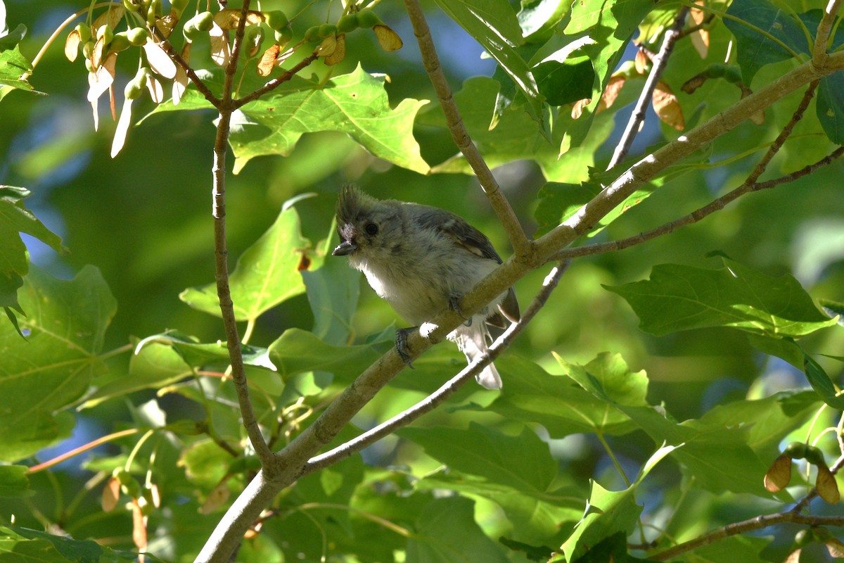 Mésange bicolore - ML600584351