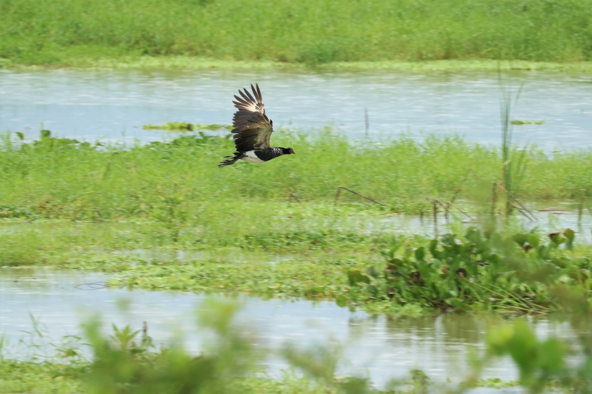 Horned Screamer - Aurélie  Jambon