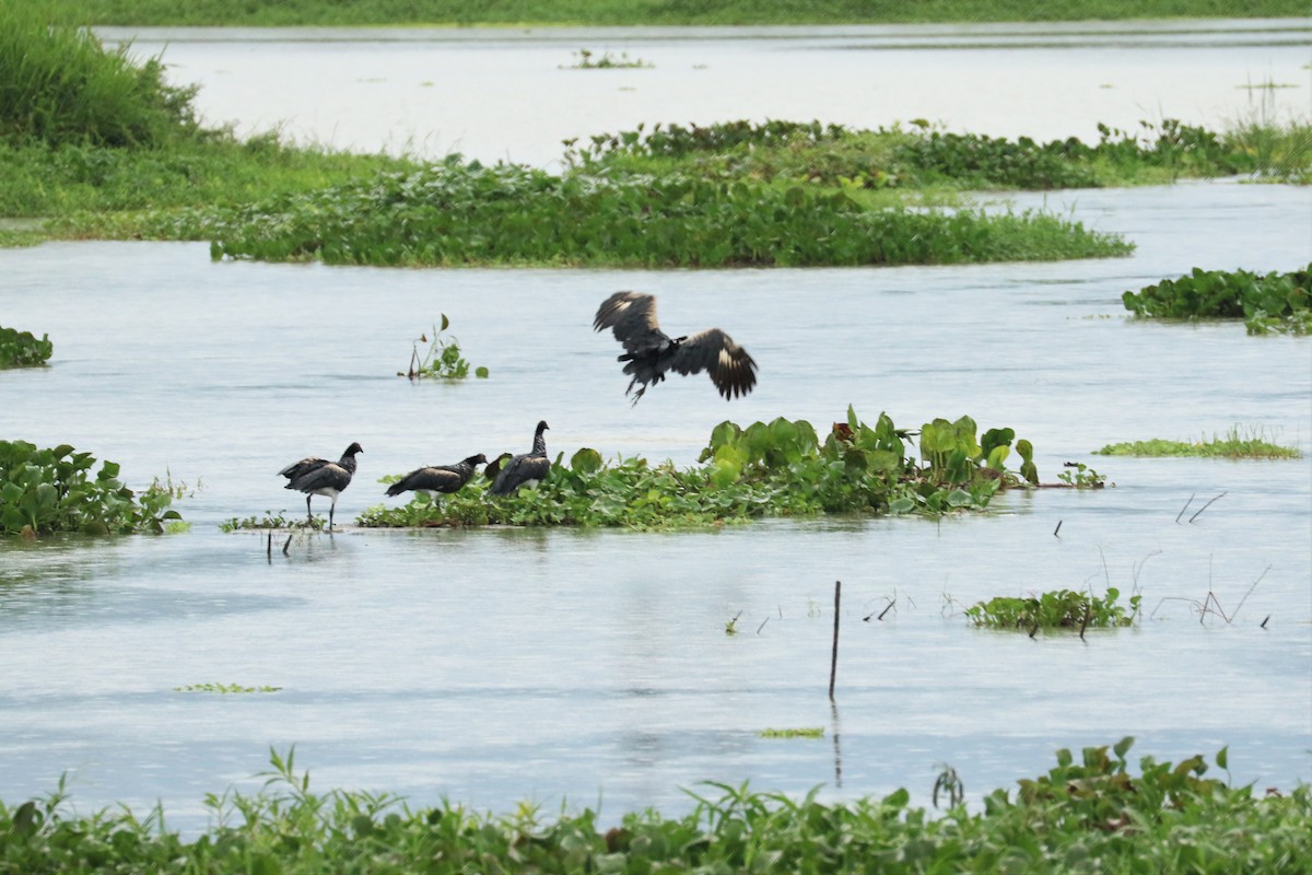 Horned Screamer - Aurélie  Jambon