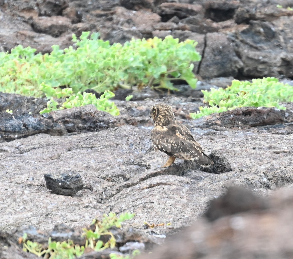 Short-eared Owl (Galapagos) - Ross Lockwood