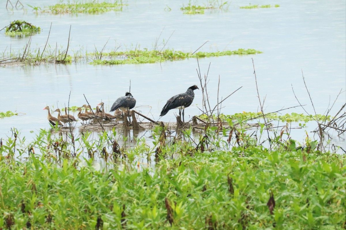 Horned Screamer - ML600585111