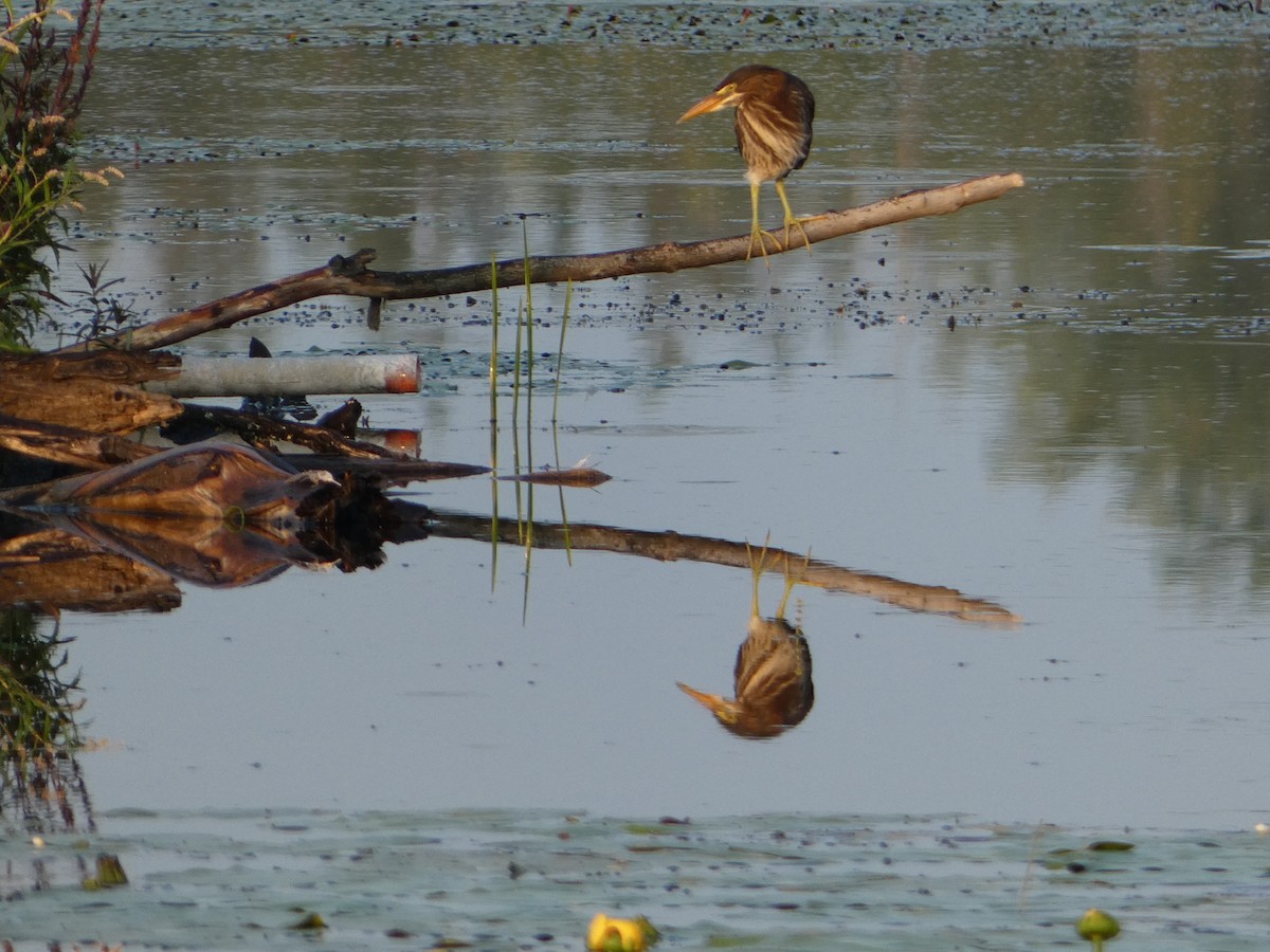 Green Heron - ML600585641