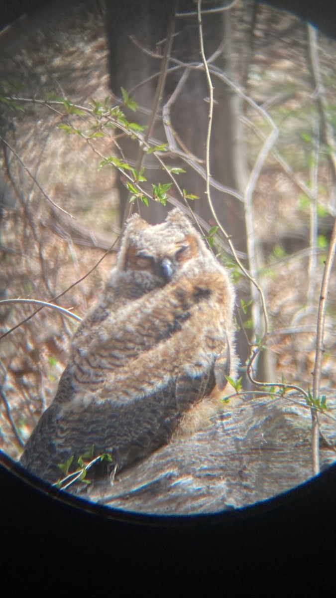 Great Horned Owl - ML600585671