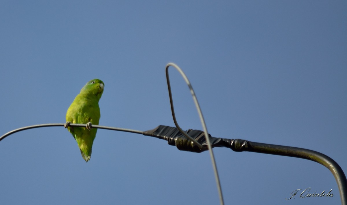 Cobalt-rumped Parrotlet - Facundo Quintela