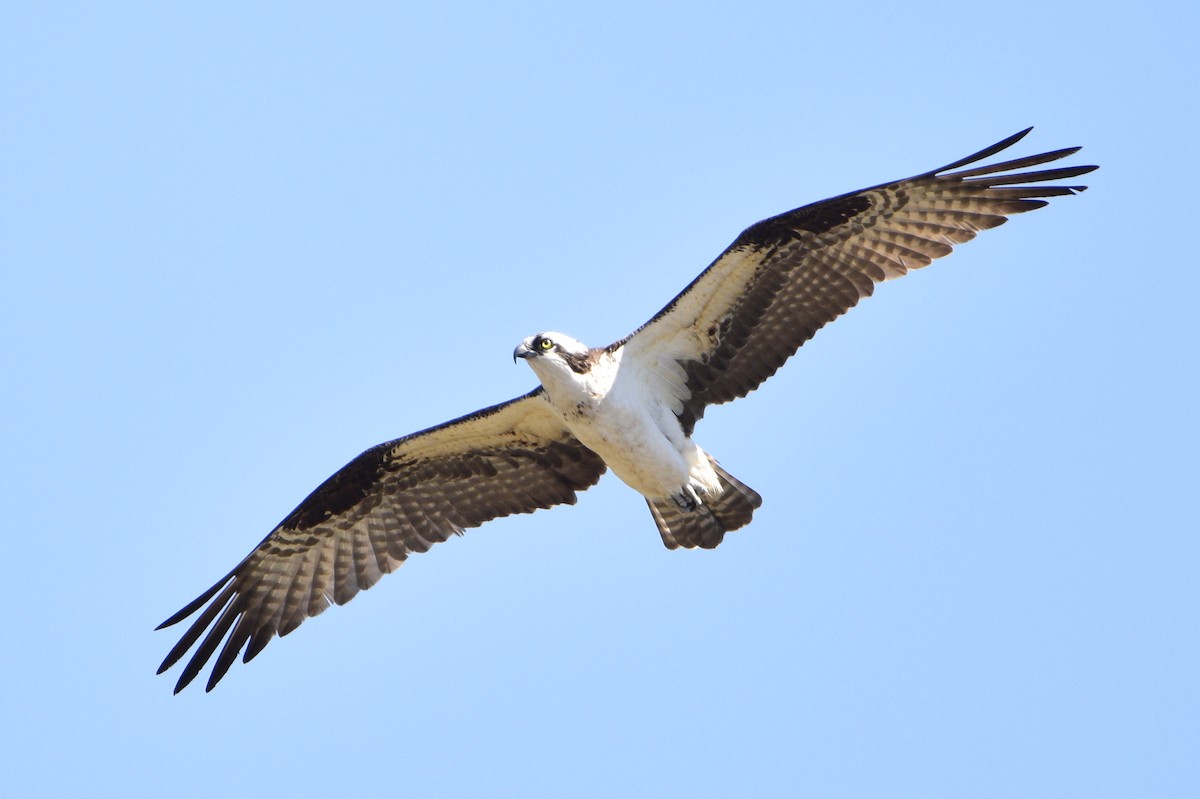 Osprey - Matt Longabaugh