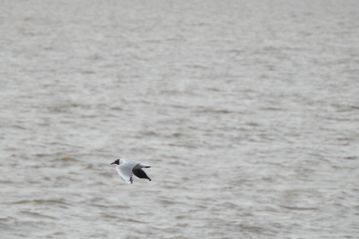 Brown-hooded Gull - ML600587091