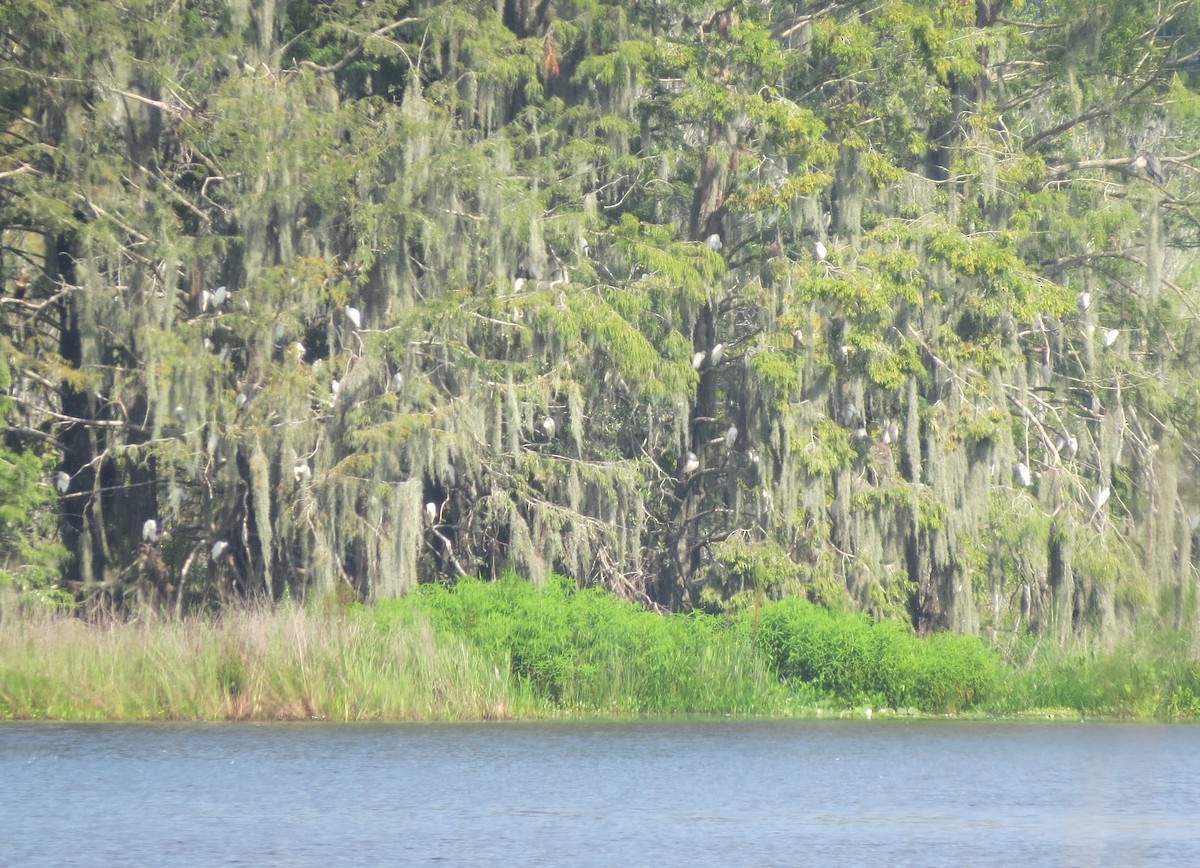 Western Cattle Egret - ML600588011