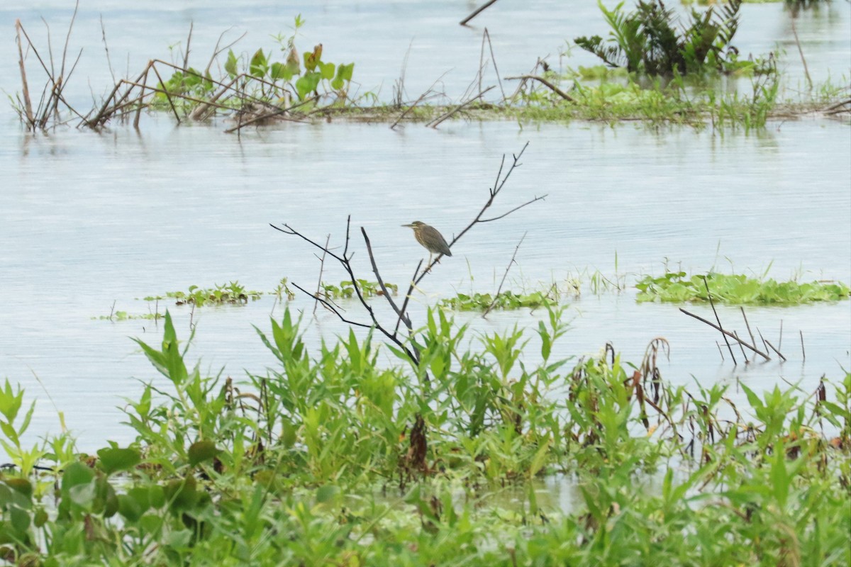 Striated Heron - Aurélie  Jambon