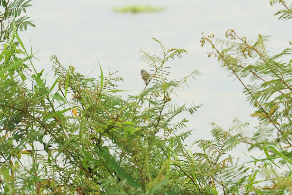 Southern Beardless-Tyrannulet - Aurélie  Jambon