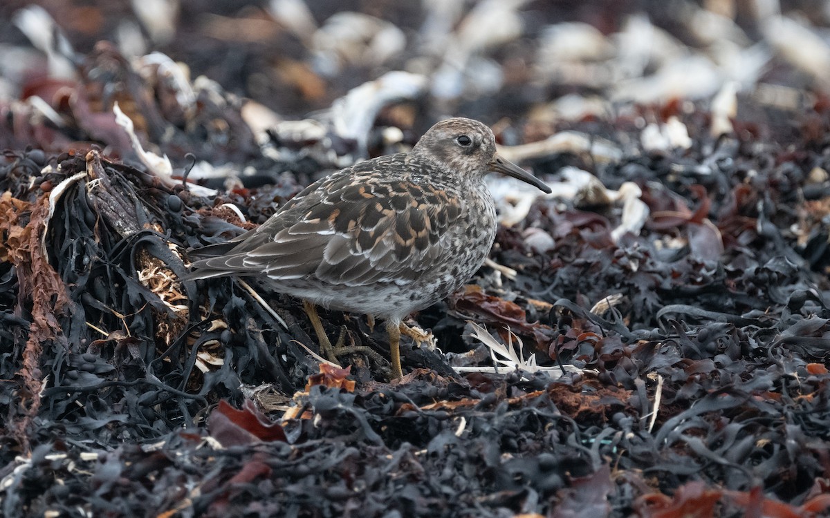 Purple Sandpiper - ML600589791