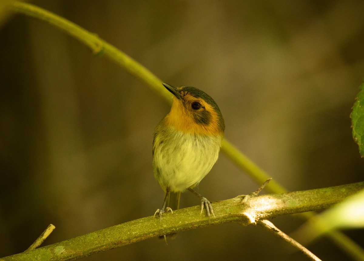 Titirijí Cabecicanela - ML600590101