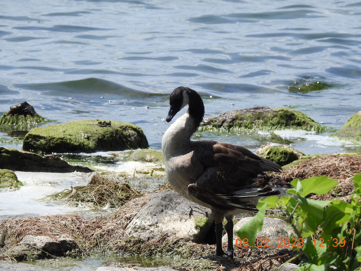 Canada Goose - ML600590871