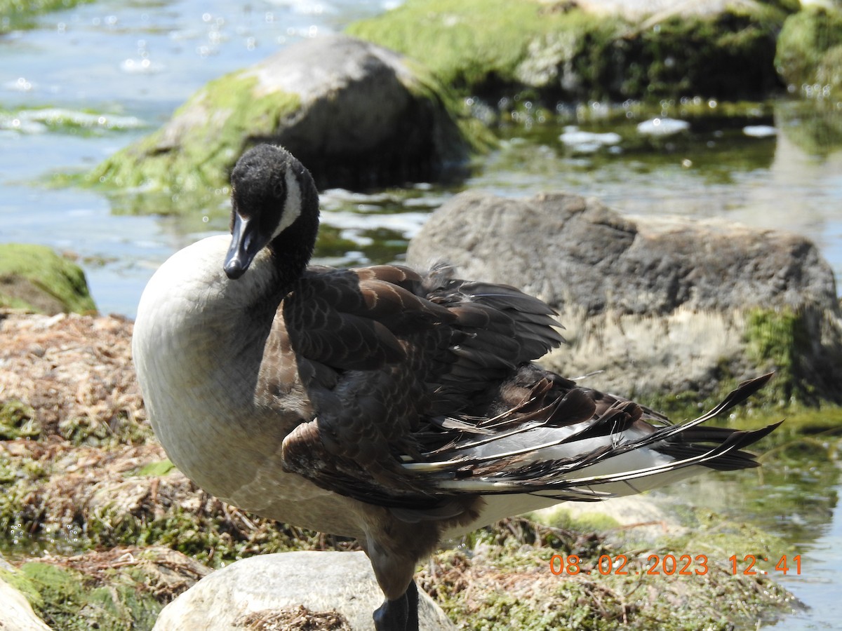 Canada Goose - ML600590911