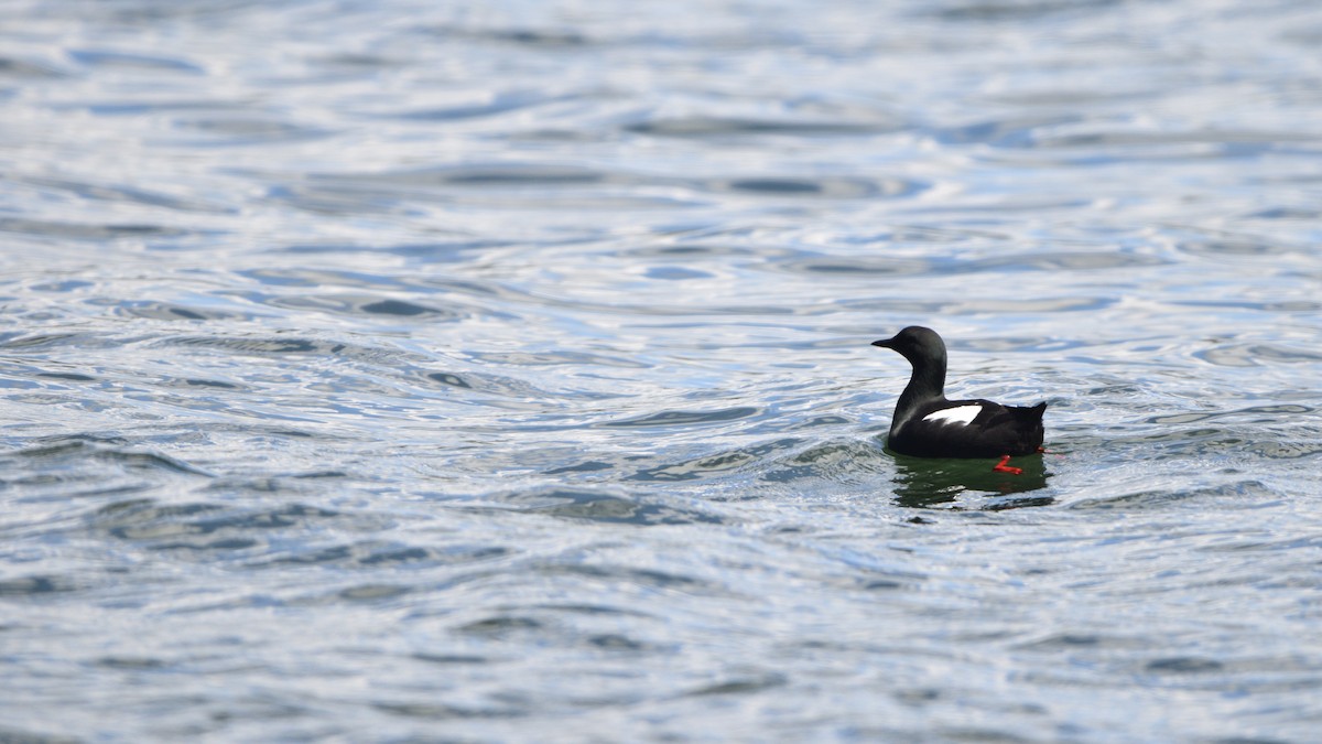 Black Guillemot - Matt Longabaugh