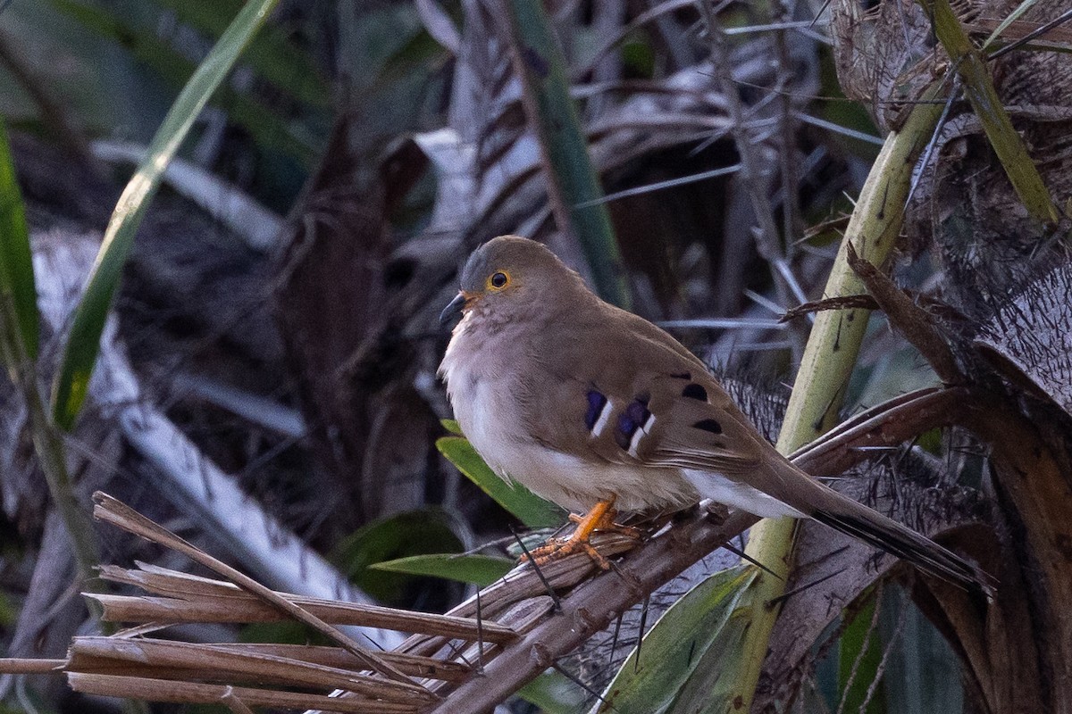 Long-tailed Ground Dove - ML600592831