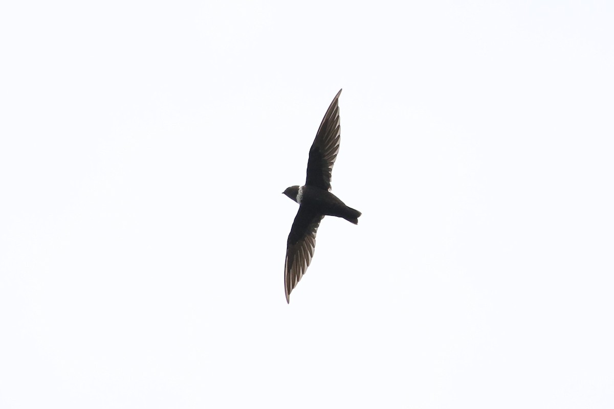 White-collared Swift - ML600593211