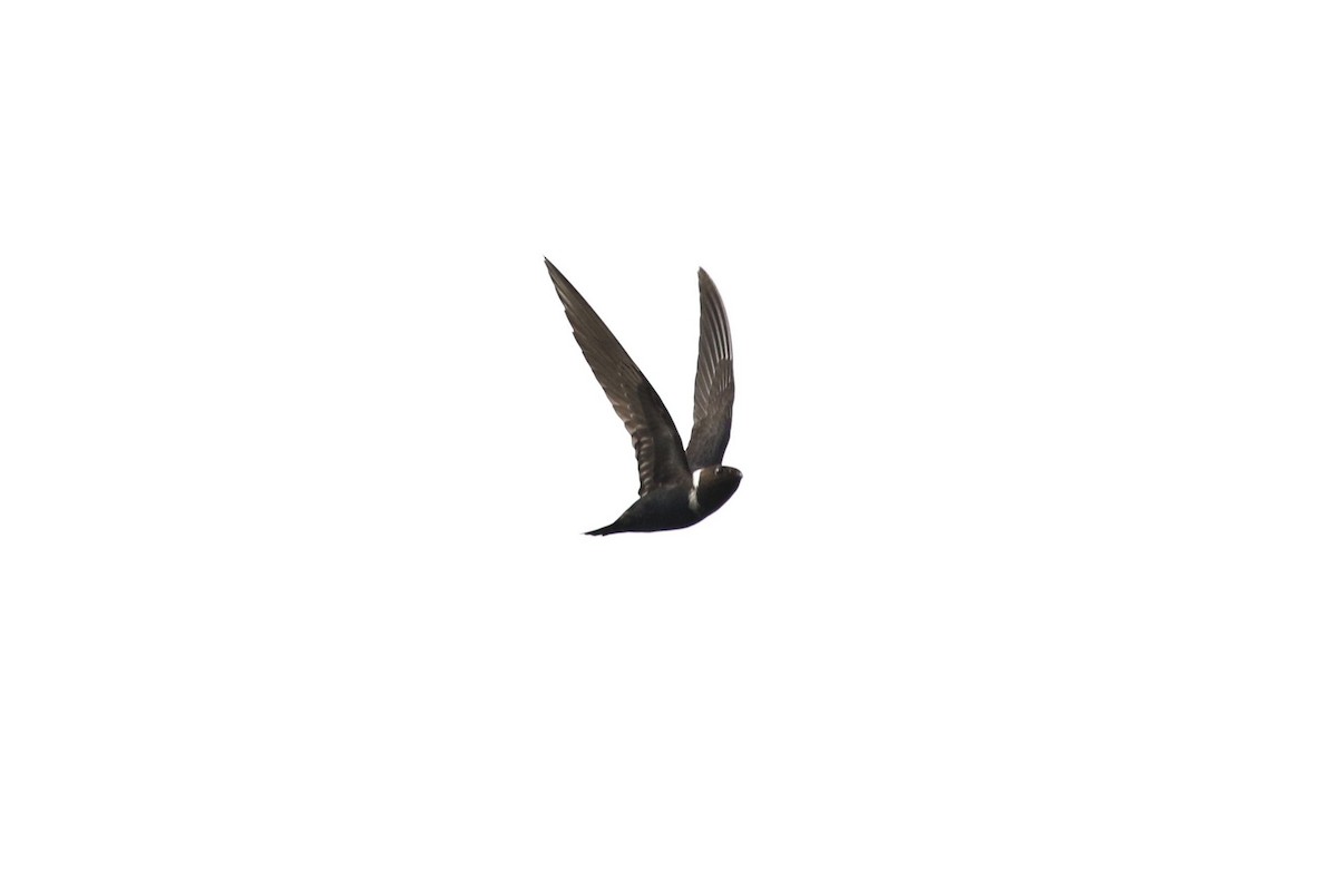 White-collared Swift - ML600593221