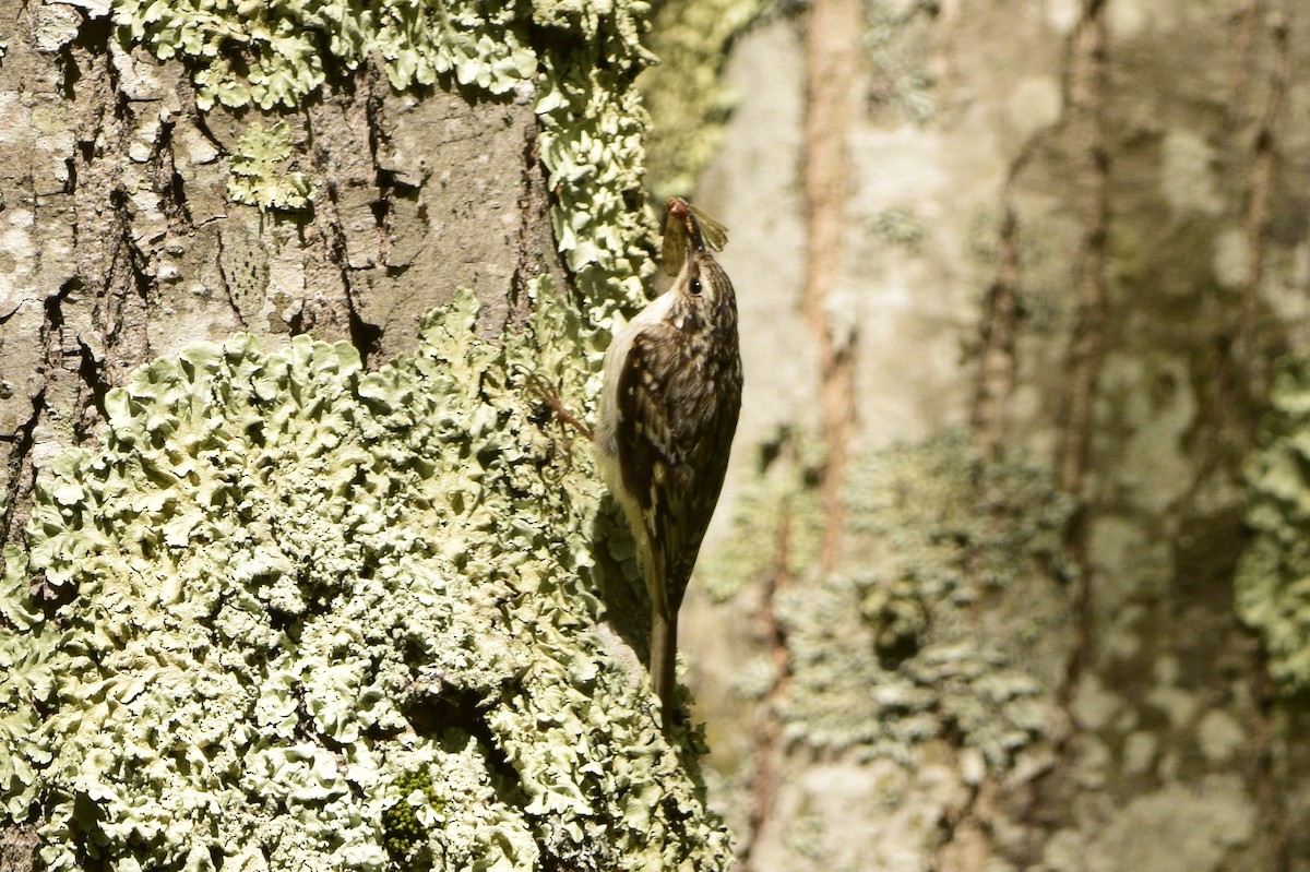 Brown Creeper - ML60059331