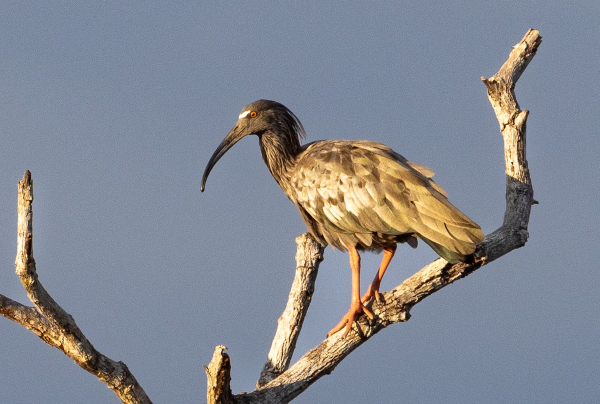 ibis běločelý - ML600593521