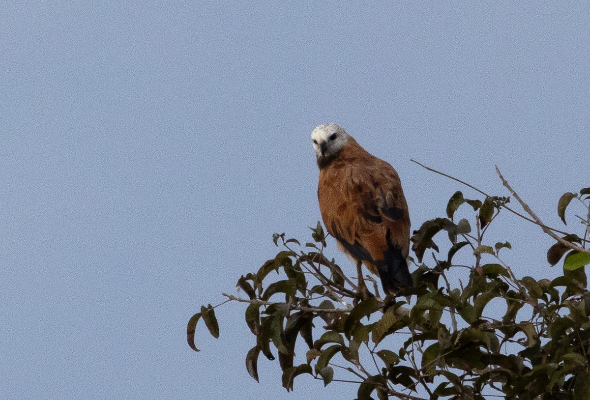 Black-collared Hawk - ML600593701