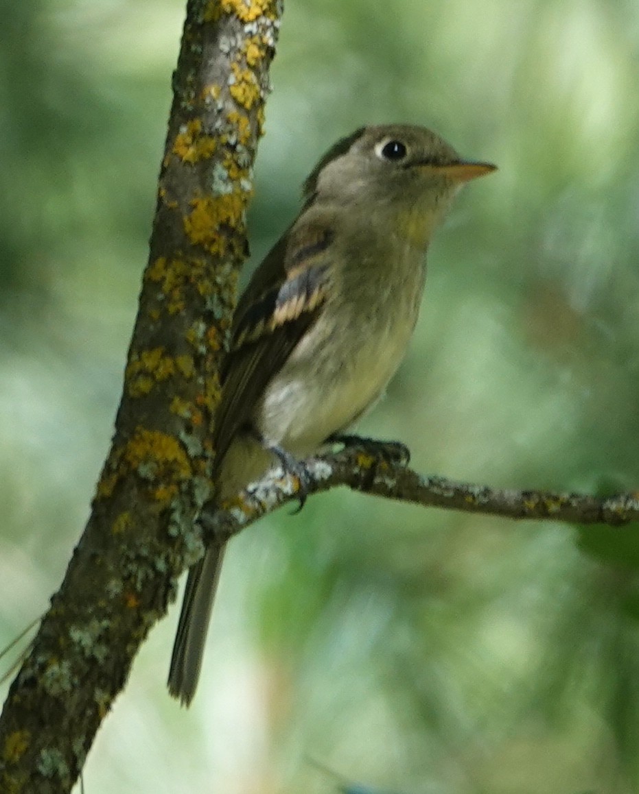 Western Flycatcher (Cordilleran) - ML600593781