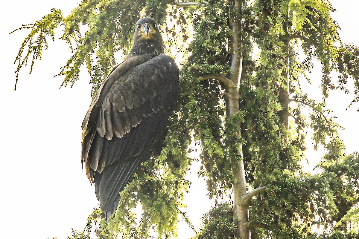 Bald Eagle - ML600594141