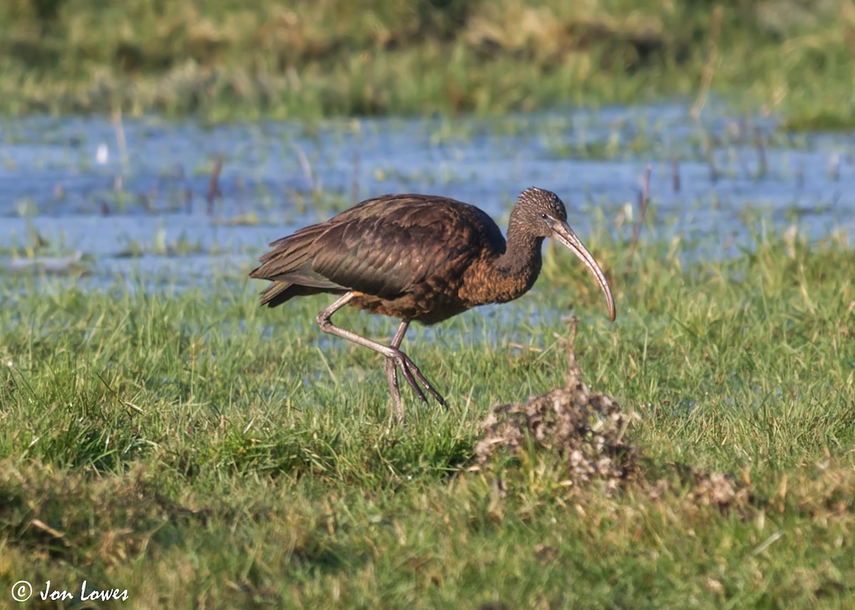 Glossy Ibis - Jon Lowes