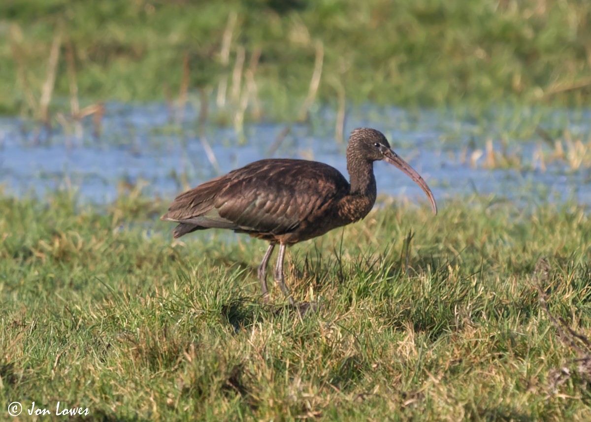 ibis hnědý - ML600594731